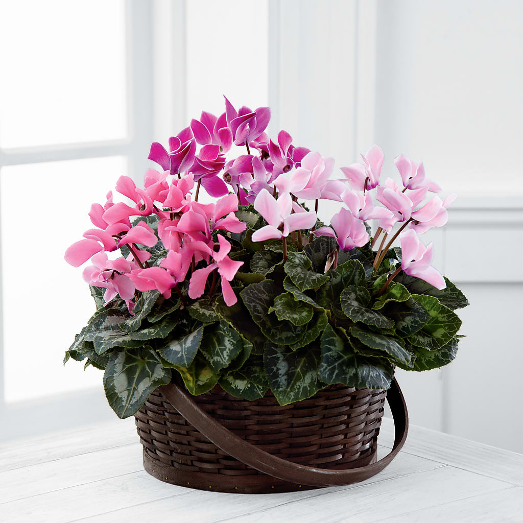 Mixed Cyclamen Planter – What A Flowers, Lawrenceville GA