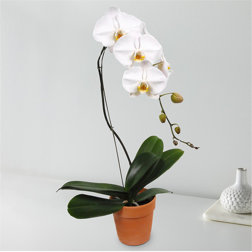 White Cascading Orchid – What A Flowers, Lawrenceville GA