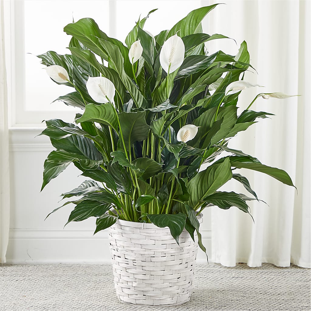 A New Leaf Peace Lily – What A Flowers, Lawrenceville GA