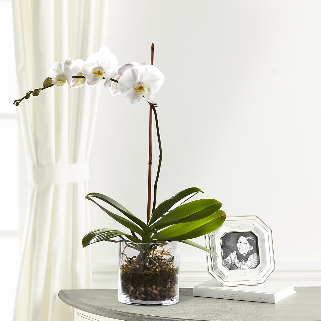 White Orchid Planter – What A Flowers, Lawrenceville GA
