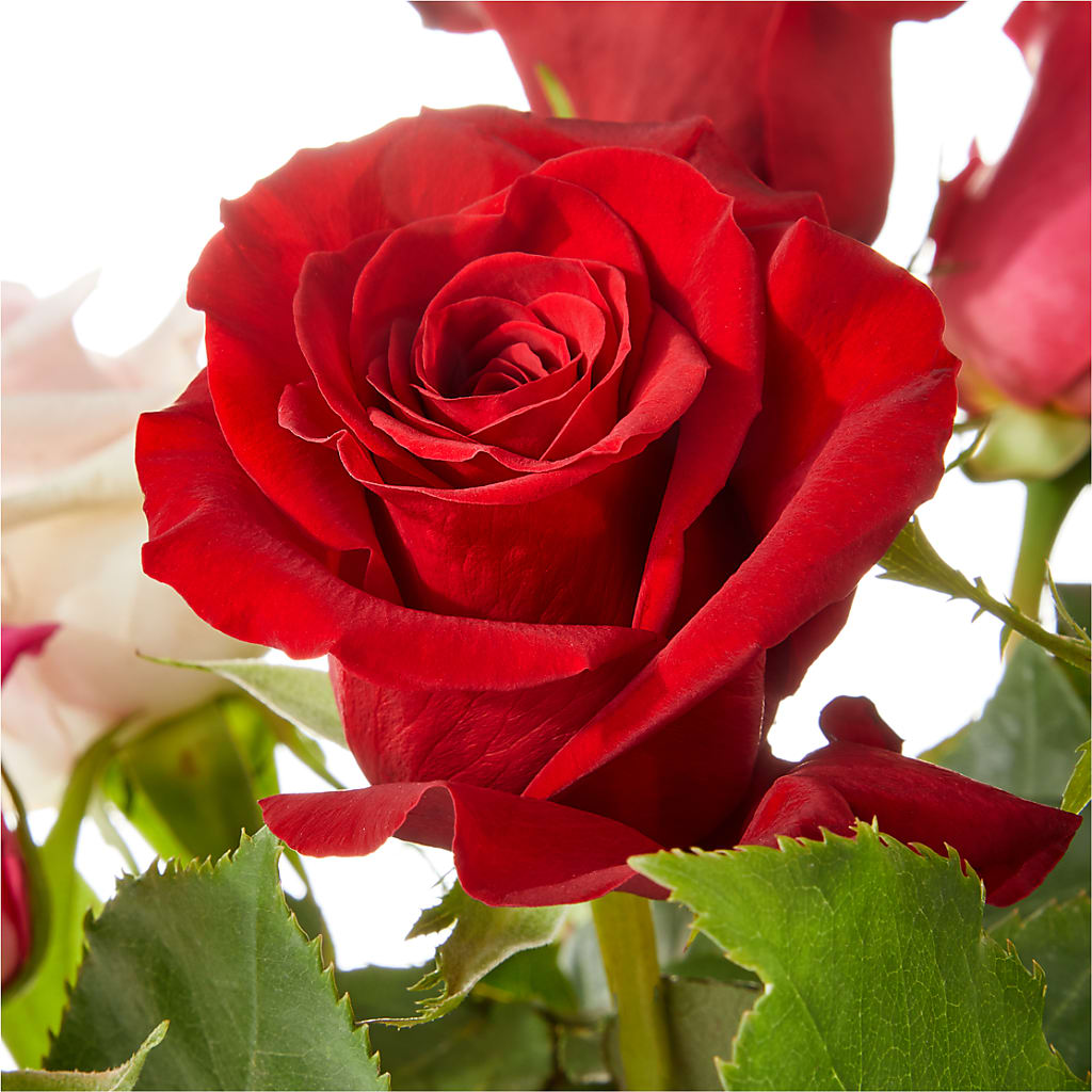 Love Notes Rose Bouquet – What A Flowers, Lawrenceville GA
