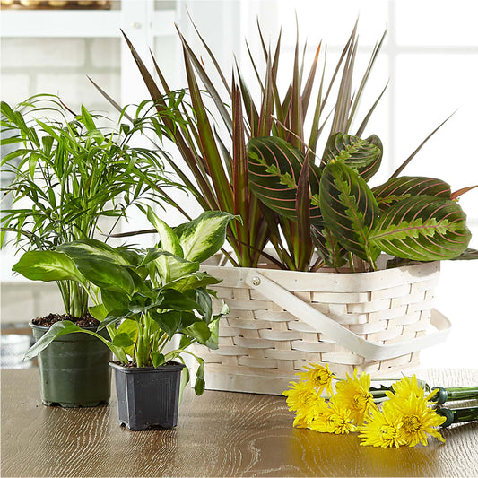 Florist Designed Blooming and Green Plants in a Basket –  What A Flowers, Lawrenceville GA