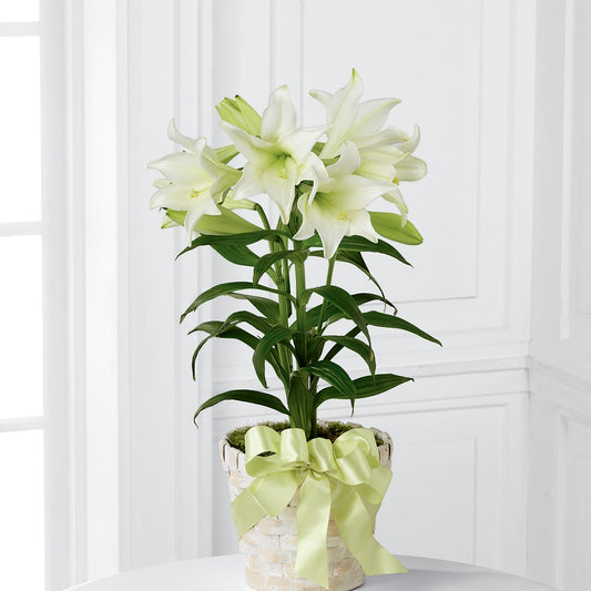 Easter Lily Plant –  What A Flowers, Lawrenceville GA