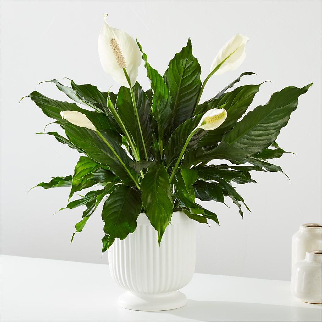 Comfort Planter –  What A Flowers, Lawrenceville GA
