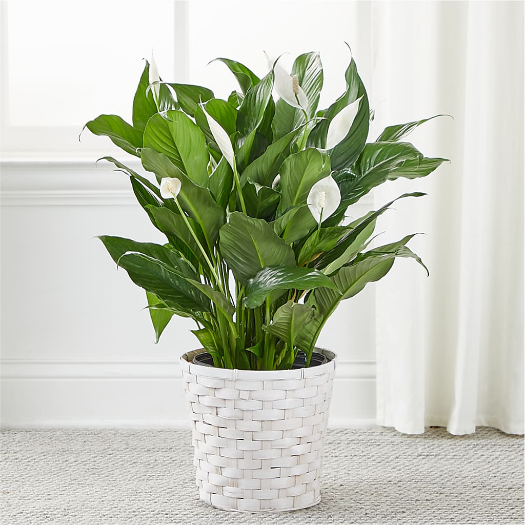 A New Leaf Peace Lily –  What A Flowers, Lawrenceville GA