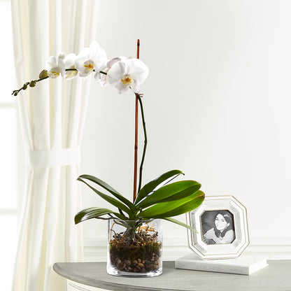 White Orchid Planter –  What A Flowers, Lawrenceville GA